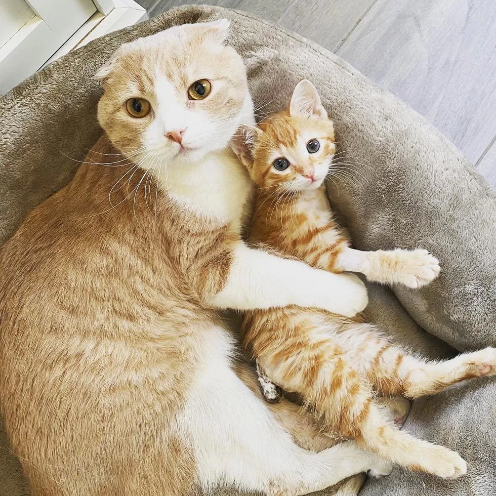 Без кота и жизнь не та