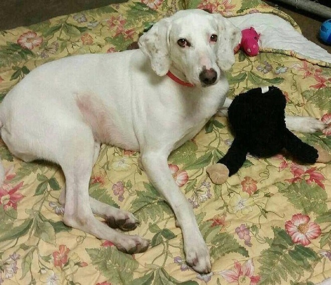 Пес на кровати