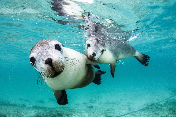 Дивный подводный мир в снимках призеров фотоконкурса Ocean Art 2018 37