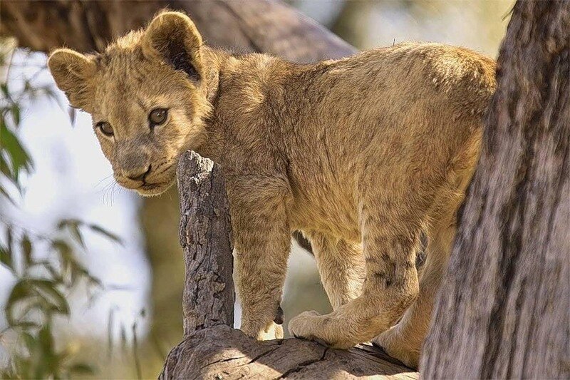 Львенок. У львов самцы и самки сильно отличаются друг от друга. У самцов есть мощная грива, у самок её нет. Грива среди кошек встречается только у львов.