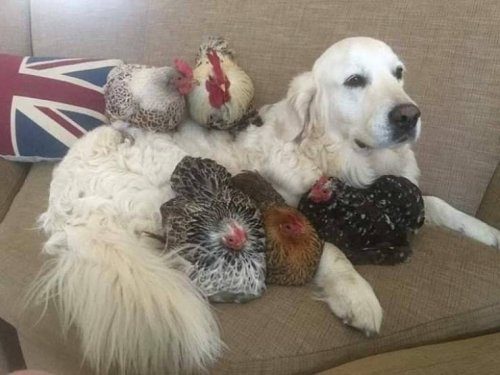 Позитивные эмоции и настроение