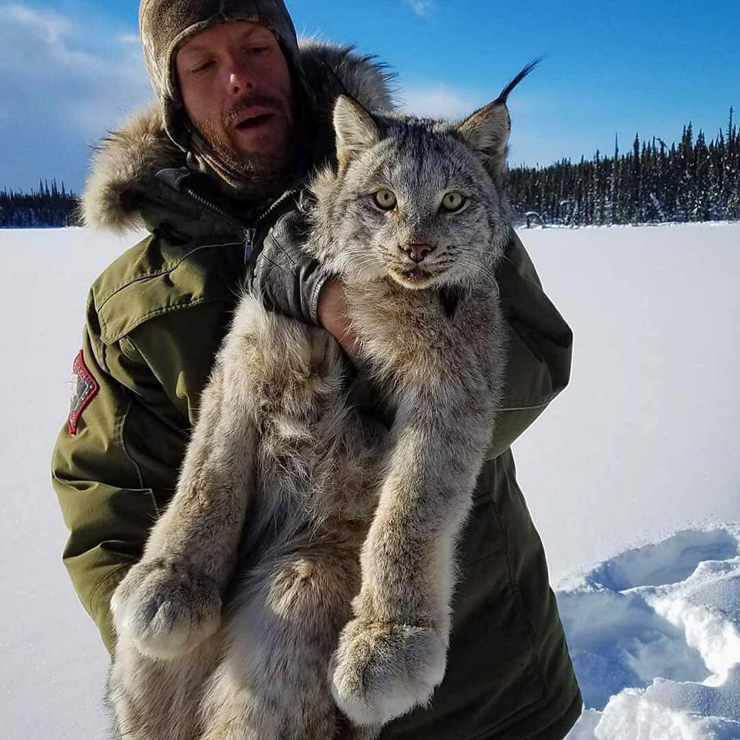 26 фотографий величественных канадских рысей — кошек с самыми мягкими и пушистыми лапищами животные,позитив,природа,рыси