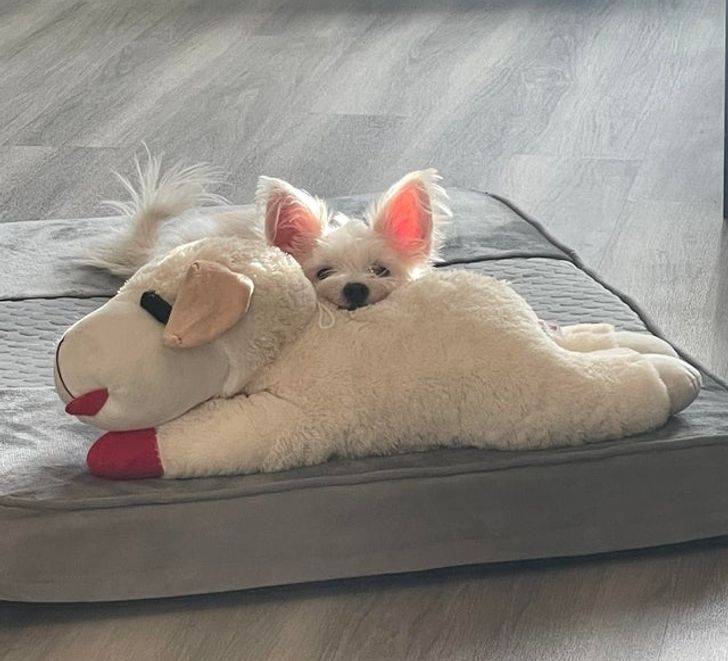 белая собачка с мягкой игрушкой