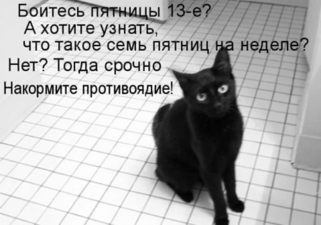 черный кот сидит на полу