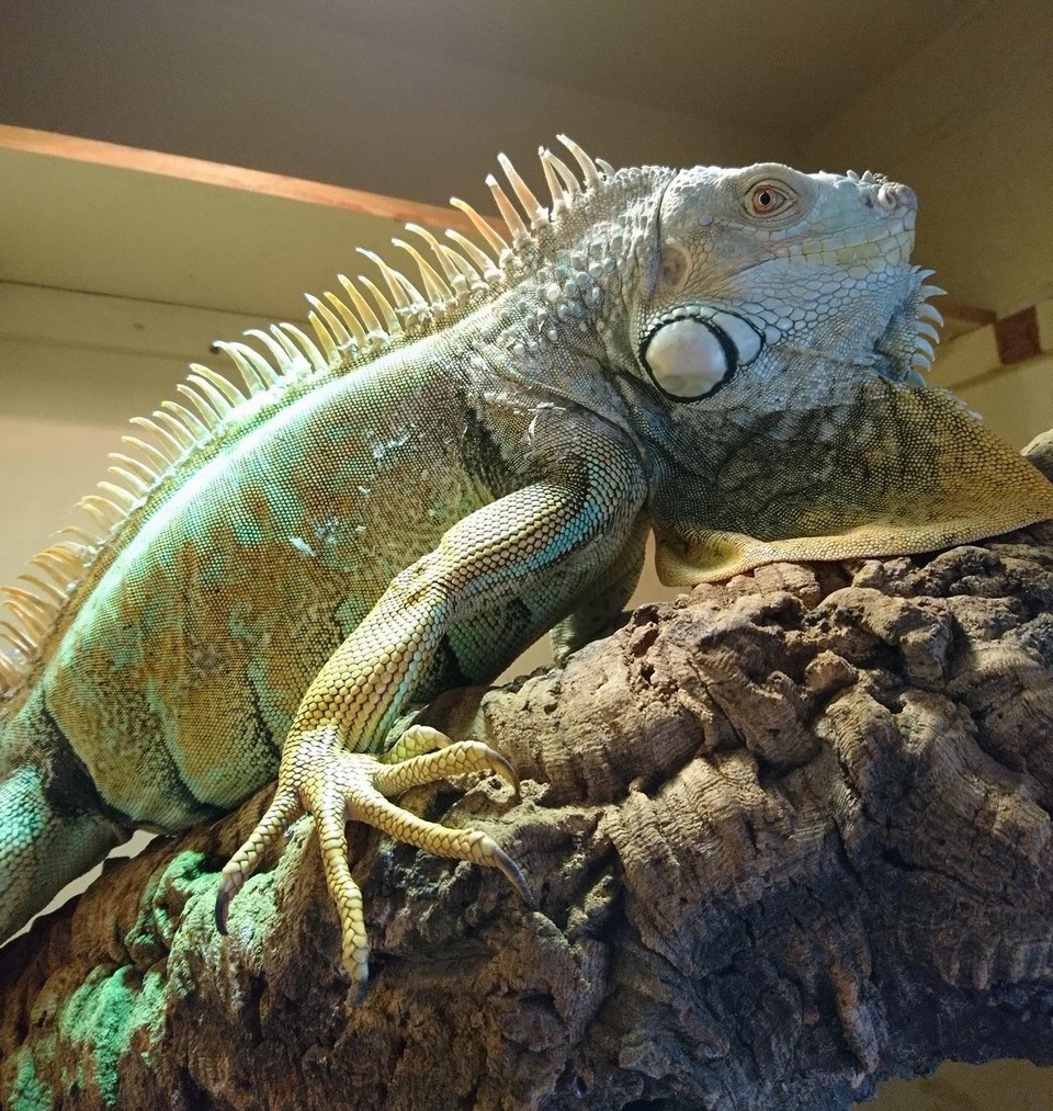 У любителя зверушек изъяли 113 экзотических домашних животных после ссоры с женихом У любителя зверушек изъяли 113 экзотических домашних животных после ссоры с женихом животные