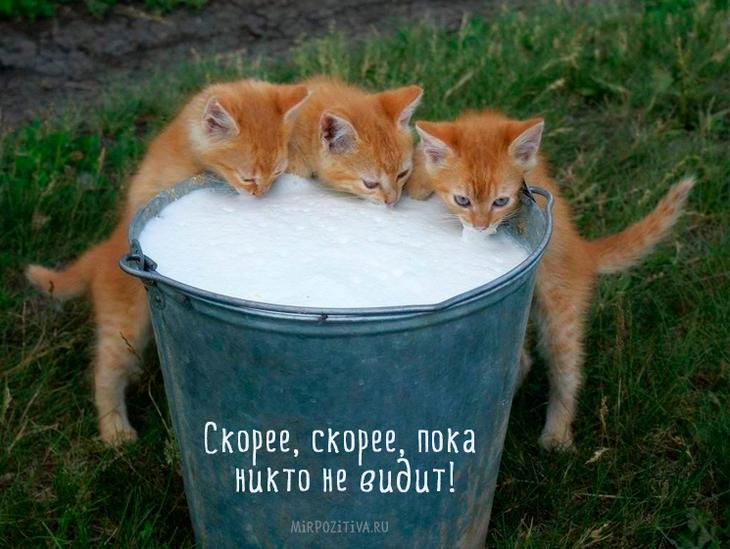 котята пьют парное молоко из ведра