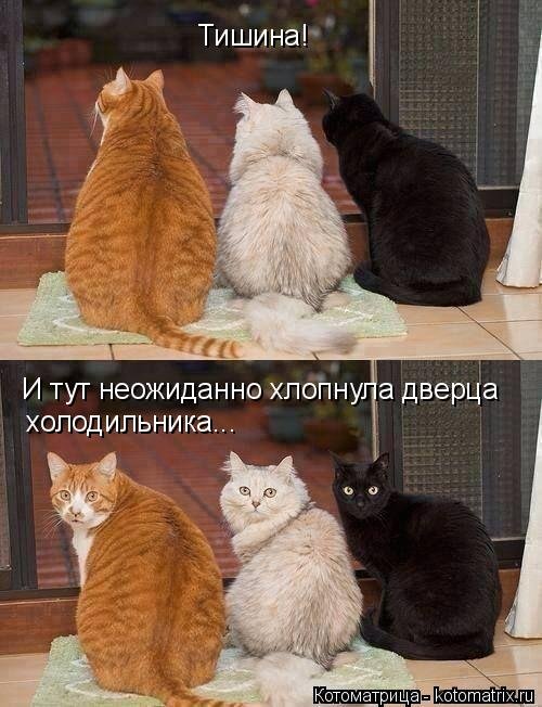 Новая котоматрица 