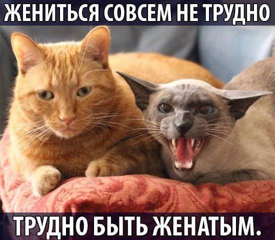 Самые лучшие забавные картинки Самые лучшие забавные картинки