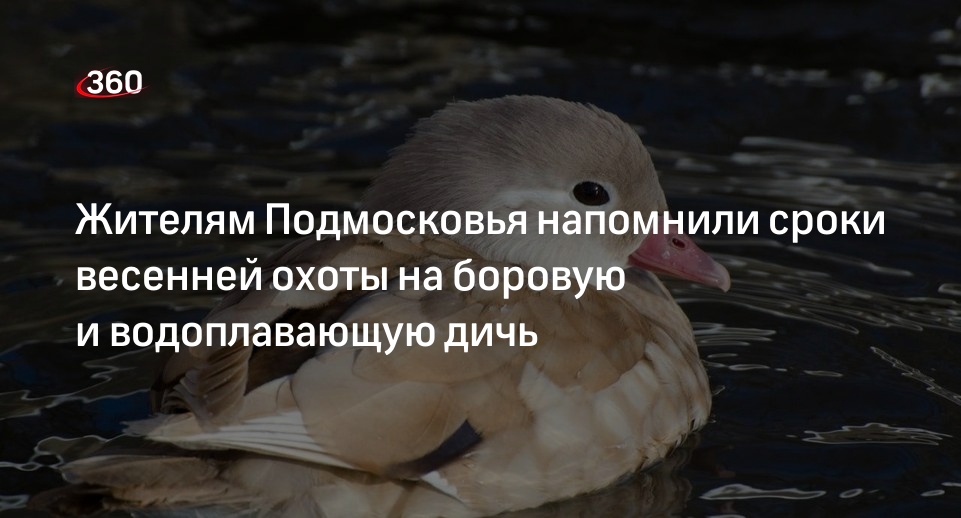 Жителям Подмосковья напомнили сроки весенней охоты на боровую и водоплавающую дичь