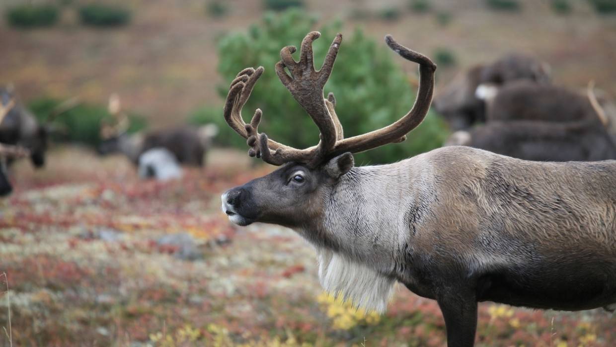 Центр «Тигр» во Владивостоке вернул спасенного из моря оленя на волю