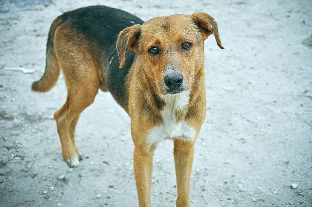 Живодерство — примета времени: на Кубани вал жестокости по отношению к животным