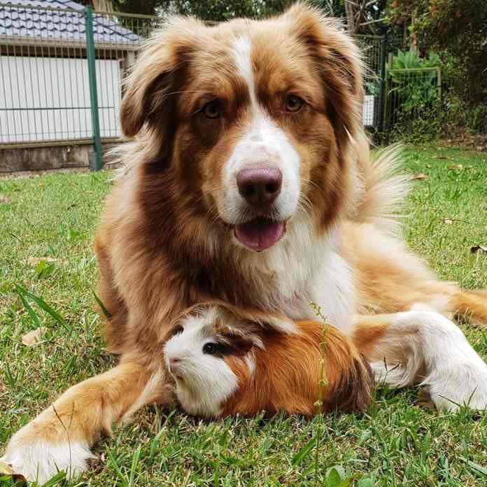 Без кота и жизнь не та