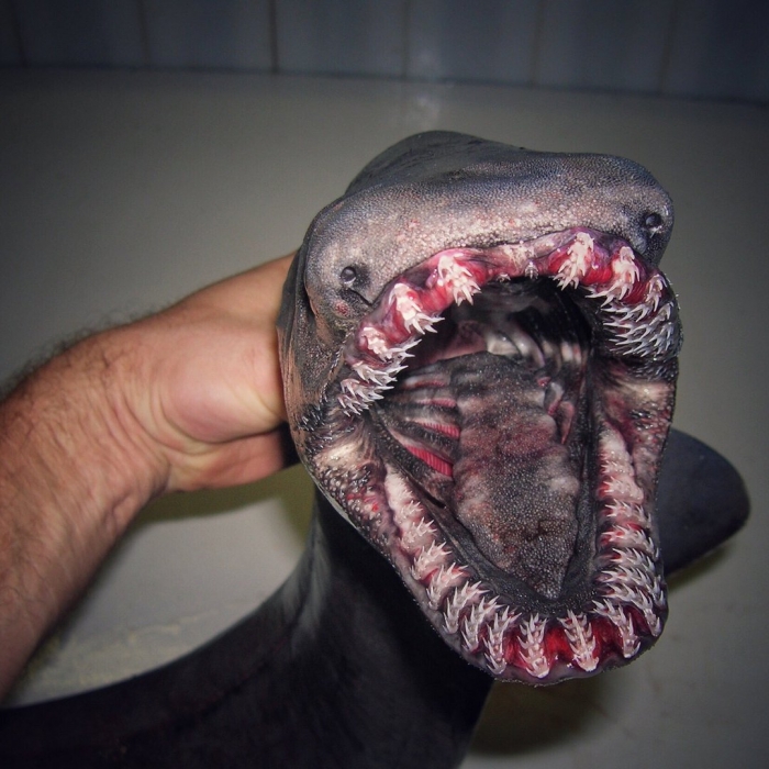 Российский рыбак фотографирует ужасных глубоководных тварей