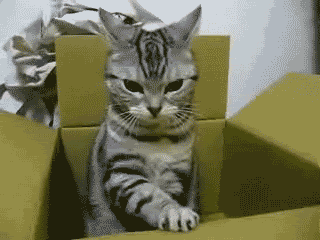 животные, котики, кошки, причуды, странные
