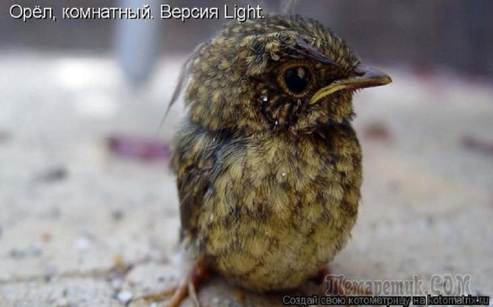 ВЕСЁЛЫЕ ЗВЕРЮШКИ ))) ВЕСЁЛЫЕ ЗВЕРЮШКИ ))) веселые картинки,животные,позитив,Смешные животные