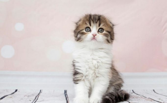 Что может быть милее котят породы хайленд-фолд? Восхититесь вместе с нами