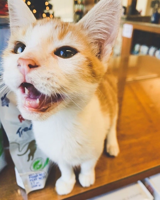 Кот на столе
