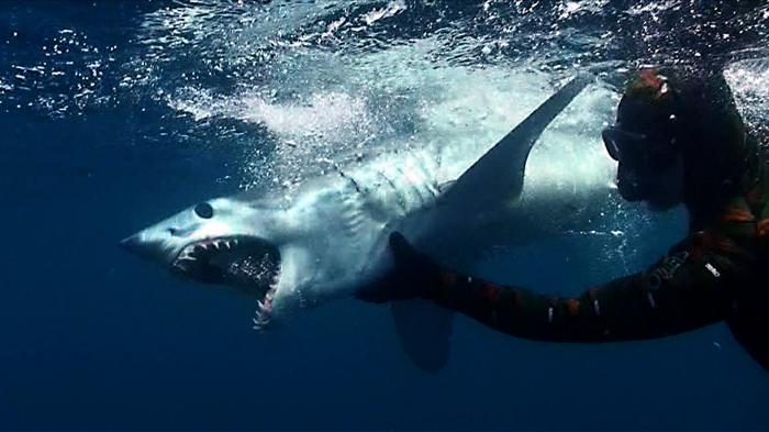 Акула-мако: фото и описание. Скорость акулы-мако при нападении