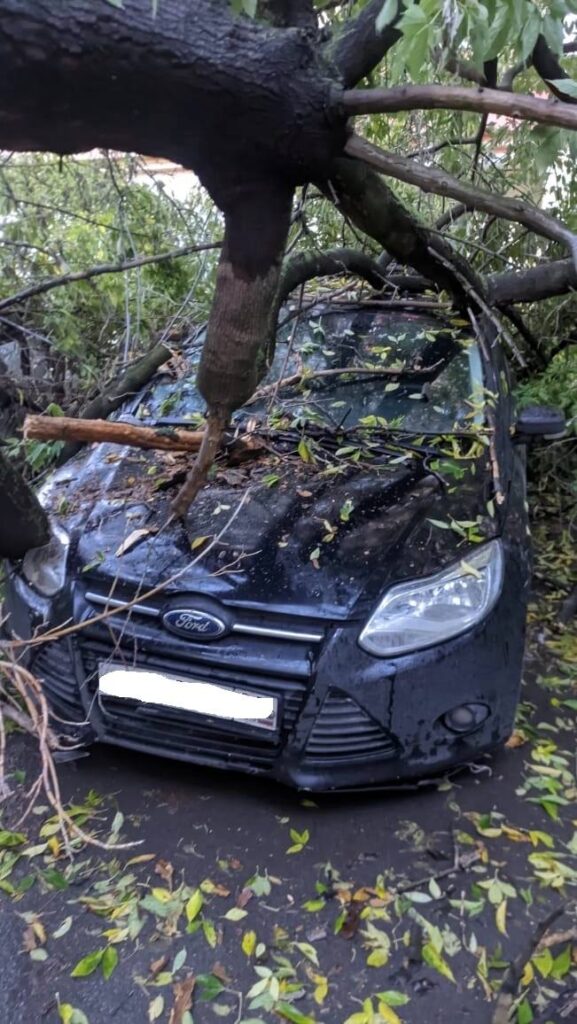 В Железнодорожном районе Рязани упавшее дерево повредило 3 автомобиля