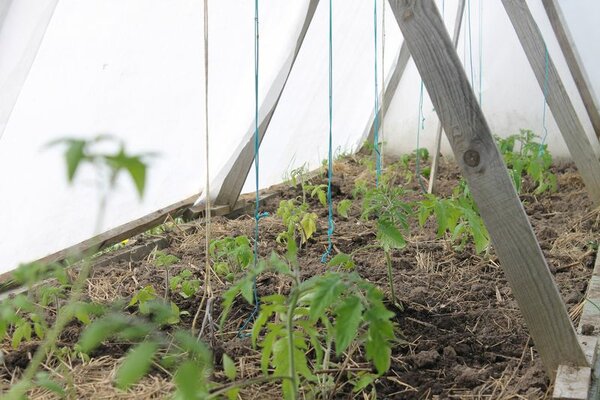 Недорогое укрытие-вигвам для теплолюбивых овощей Недорогое укрытие-вигвам для теплолюбивых овощей самоделкин