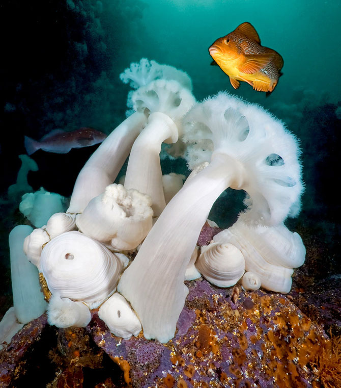 На глубине холодного моря Глубина,море,Тихий океан,фотографии