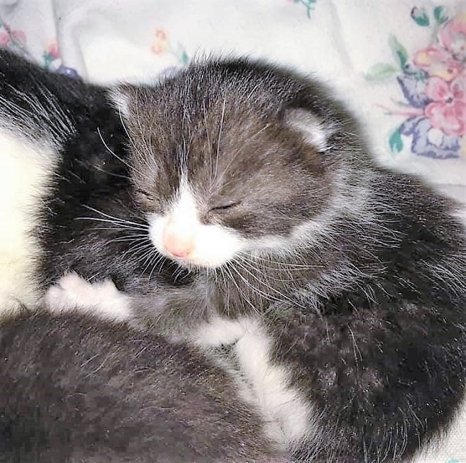 Котята с мамой