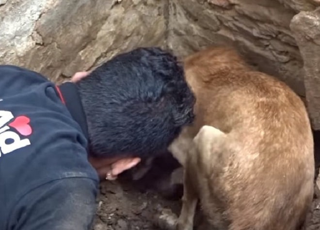 Собака роет