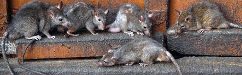 Саакашвили собрал шакалов, крыс и тараканов