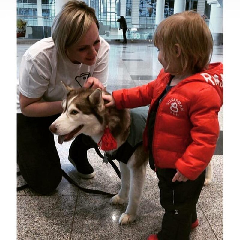 В Домодедово собаки помогли пассажирам снять стресс перед полетом Аэрофобия, авиа, акция, добро, домодедово, животные, москва, обними друга перед полетом, собаки