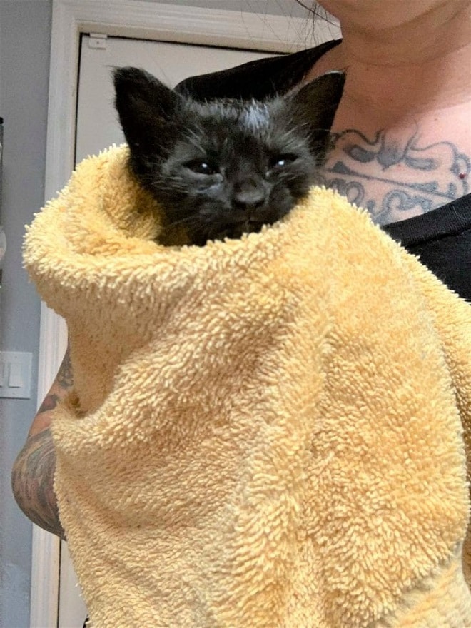 Котенок в полотенце