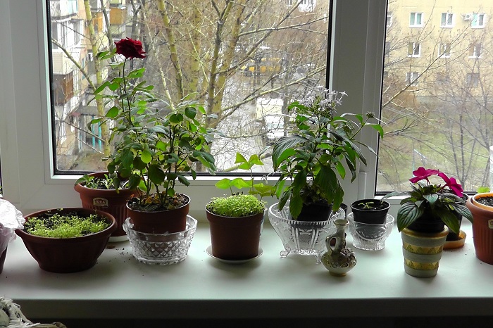 Не завянут: 5 советов, как сохранить комнатные растения во время отпуска комнатные растения,полезные советы