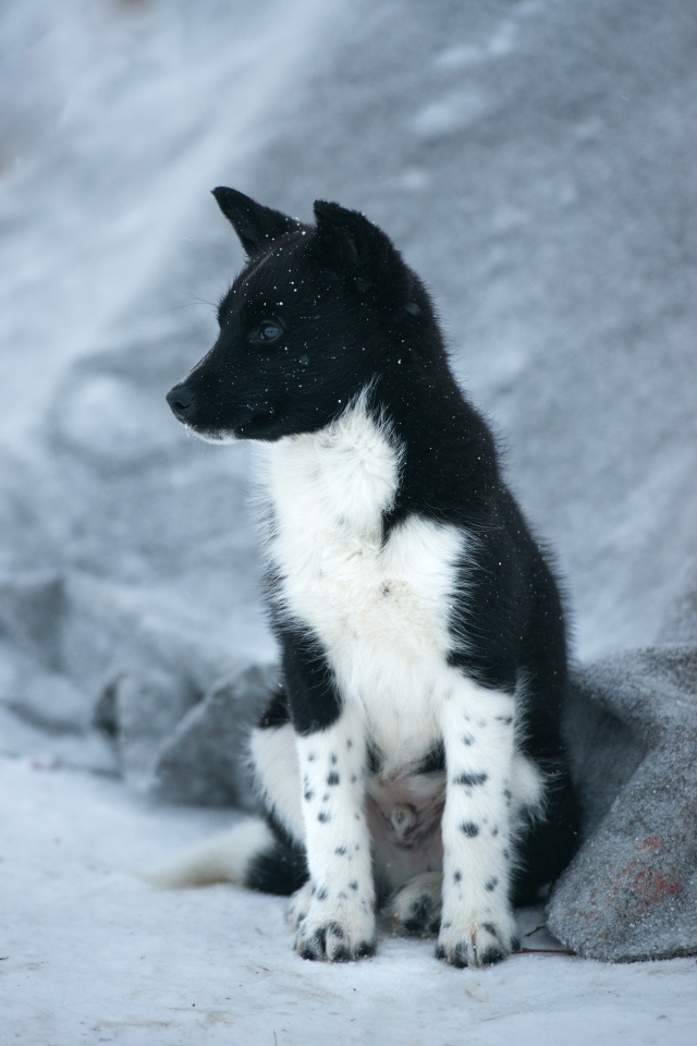 Ненецкая лайка оленегонный. Оленегонка цея и ее олени. Оленегонка цея и ее олени. Лапландская оленегонная лайка. Ненецкая оленегонная лайка ненецкий оленегонный шпиц.