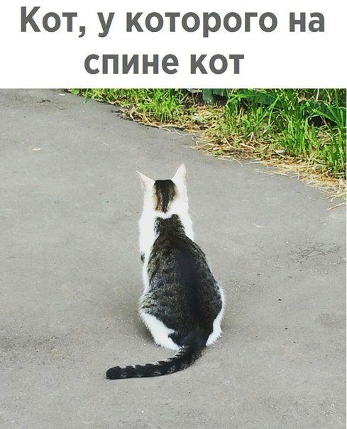 Лучшие фотомемы