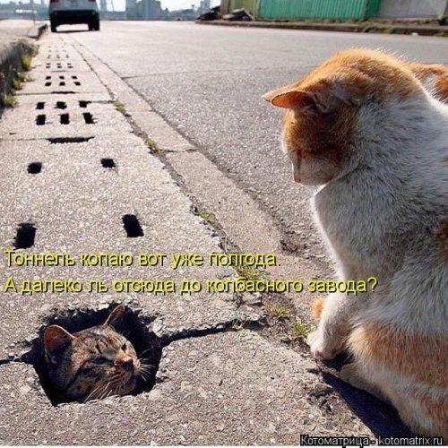 Свежая котоматрица (29 фото)
