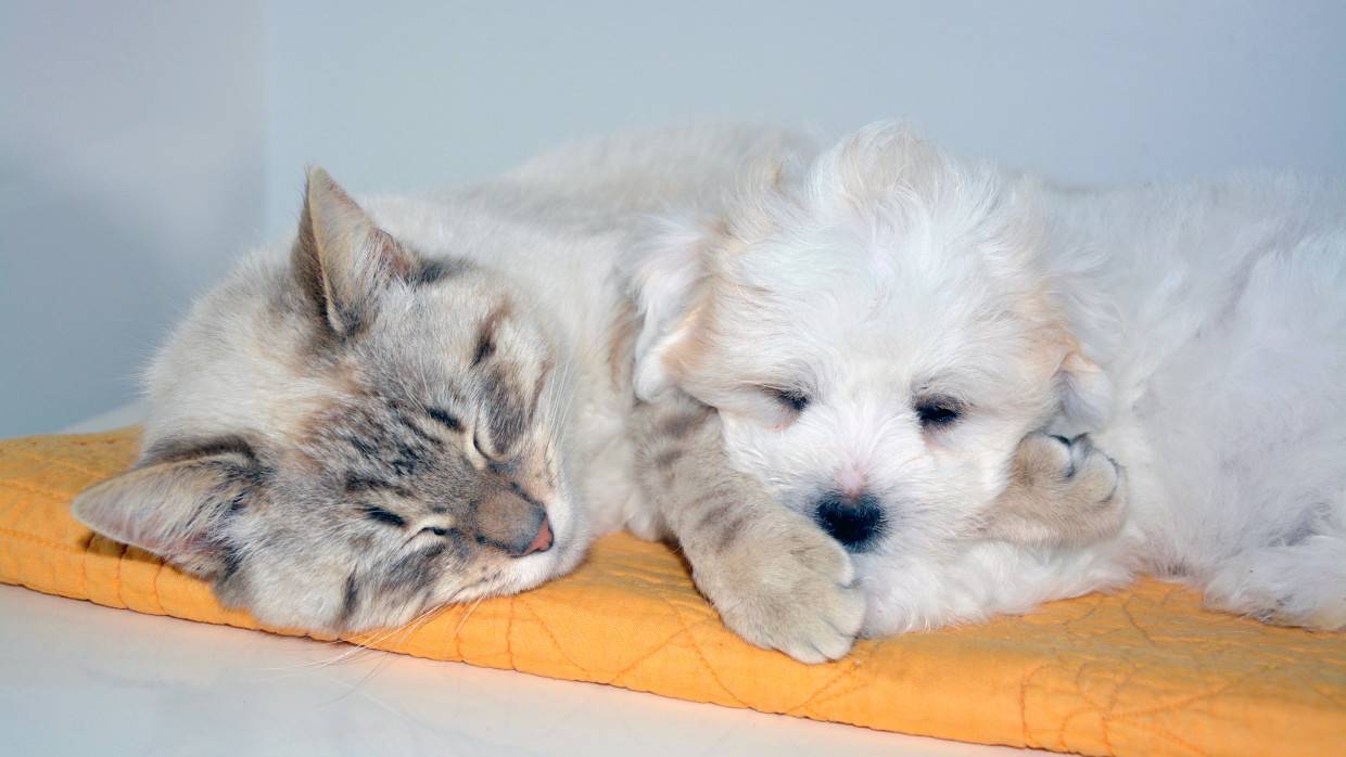 Госдума в I чтении приняла проект закона о запрете продавать животных в зоомагазинах