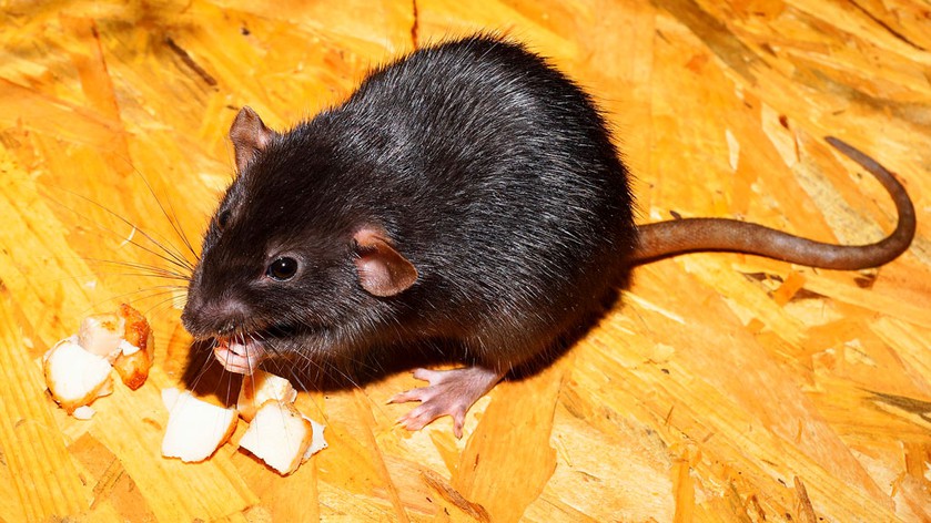 5 мифов о крысах могут, крысы, Крысы, питомцев, декоративных, существует, поэтому, Некоторые, искусственным, путем, заражения, опасными, вирусами, минимален 4Крысы, легко, всеядны Крысы, отметить, приспосабливаются, любой, среде