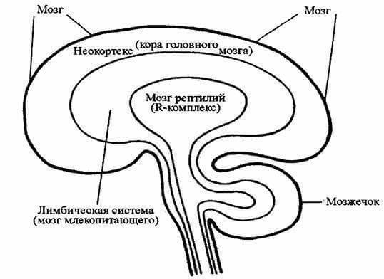 3 системы мозга: Почему мы именно так, а не иначе себя ведем