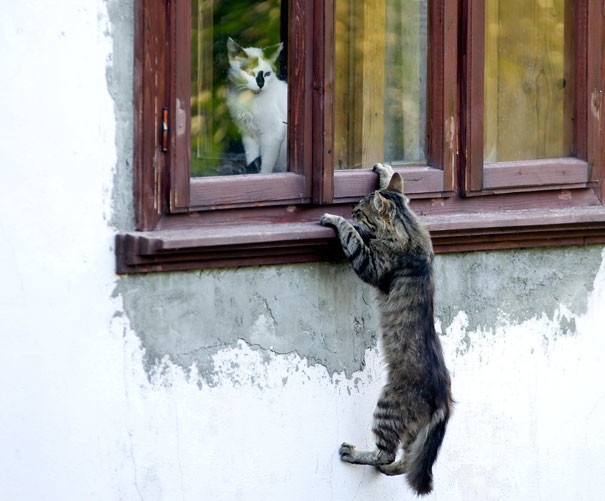 12. Я иду к тебе! котики, коты, кошки, любовь., чувства