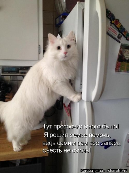 Лучшая котоматрица этой недели Лучшая котоматрица этой недели позитив