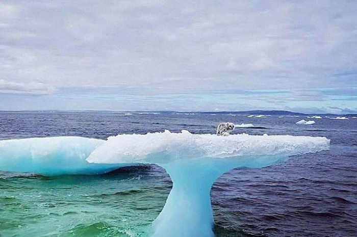 В Канаде рыбаки обнаружили песца, плавающего на льдине посреди холодного океана
