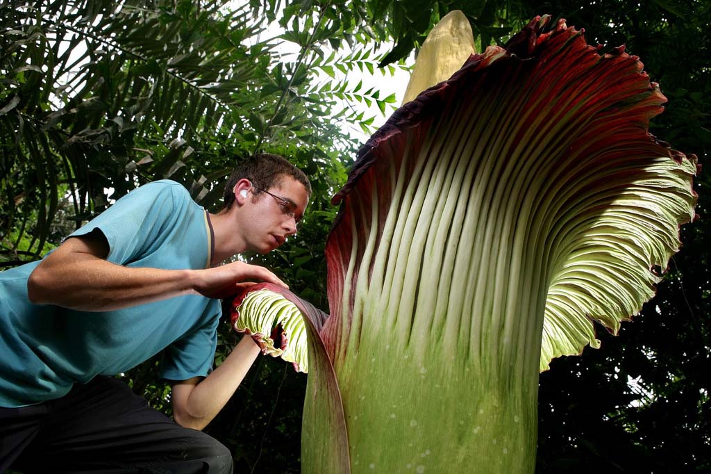 The Largest Greenhouse 9 Самая большая теплица в мире