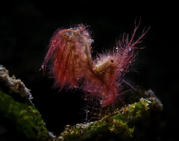 Дивный подводный мир в снимках призеров фотоконкурса Ocean Art 2018 Интересное