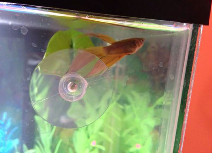 betta-fish-story-petsmart (10)