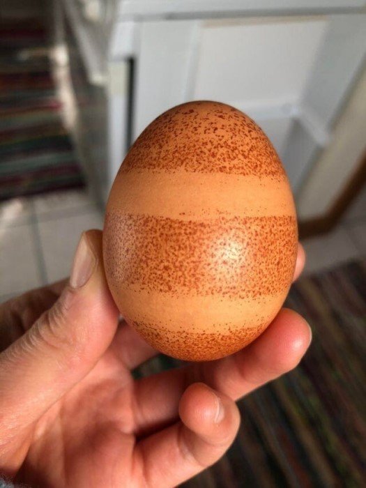 Снимки странных яиц самых разных цветов и форм жизнь,прекрасное,удивительное