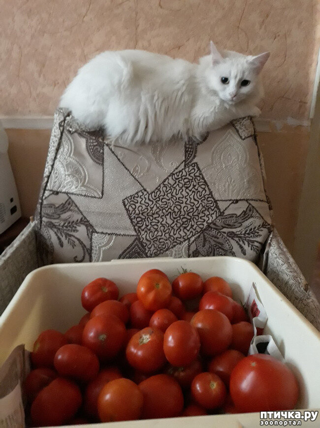 Белка. Четырнадцатая кошка не всё так грустно,супер