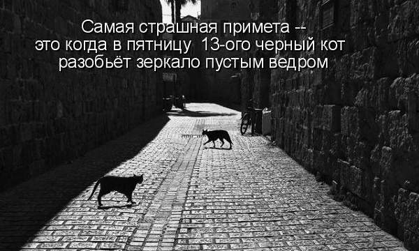 черные коты на улице