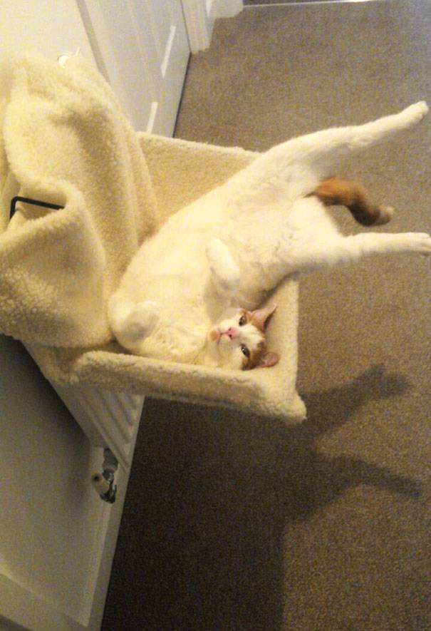 14 фото о том, как сильно коты любят тепло 14 фото о том, как сильно коты любят тепло