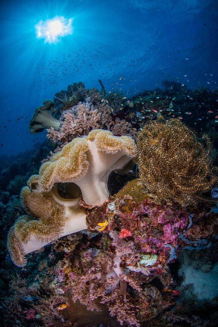 Дивный подводный мир в снимках призеров фотоконкурса Ocean Art 2018 Интересное