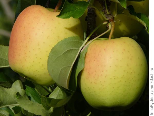 Сорт Golden Delicious (Фото с сайта semenauspeha.ru)
