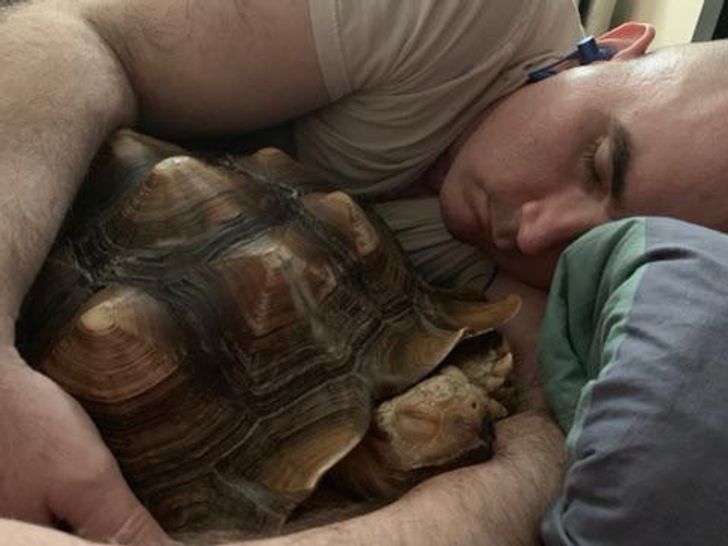 мужчина спит в обнимку с черепахой